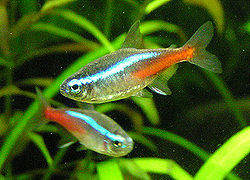 Neon tetra 7.jpg