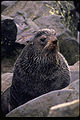 Northern Fur Seal (Callorhinus ursinus)
