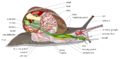 Thumbnail for version as of 01:13, 1 December 2009