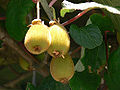 Thumbnail for version as of 17:48, 25 May 2009