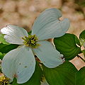 Flowering Dogwood (Cornus florida)