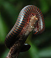 Thumbnail for version as of 03:53, 6 March 2009
