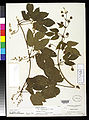 Thumbnail for version as of 04:27, 9 May 2012