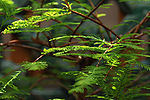 Bonsai.jpg