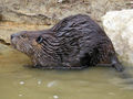 North American Beaver (Castor Canadensis)