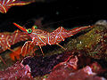 Dancing shrimp (Rhynchocinetes durbanensis) Superfamily: Nematocarcinoidea