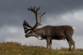 Male deer