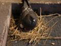 Thumbnail for version as of 07:49, 5 January 2007