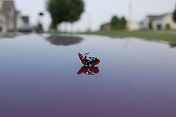 Red velvet stinger.jpg