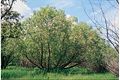 White willow (S. alba)