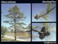 Pinus echinata