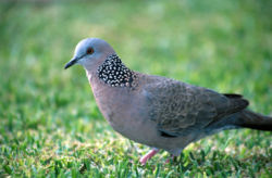 Streptopelia chinensis .jpg