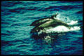 Two Bottlenose Dolphins Porpoising.
