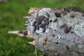 Thumbnail for version as of 13:46, 14 July 2013