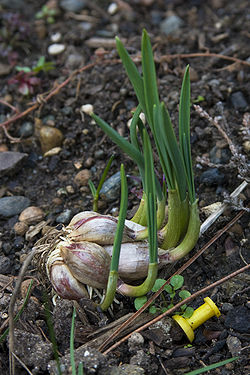 Allium sativum.jpg
