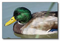 Thumbnail for version as of 03:52, 3 December 2008