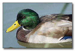 Anatidae.jpg