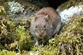 Bank Vole (Myodes glareolus) Family: Cricetidae