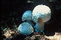 Chlorine Aminita (Amanita chlorinosma) Phylum: Basidiomycota