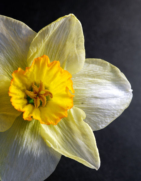 File:Daffodil anatomy.jpg