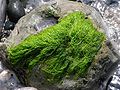 Gut Weed (Enteromorpha intestinalis) Class:Ulvophyceae