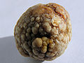 Thumbnail for version as of 07:42, 25 April 2013