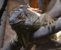 Green Iguana (Iguana iguana) Genus: Iguana