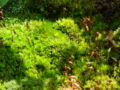 Moss showing sporophyte growing from the leafy gametophyte.