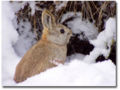 Pygmy rabbit (B. idahoensis) Genus: Brachylagus