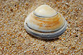 Solid surf clam (Spisula solida ) Order:Veneroida
