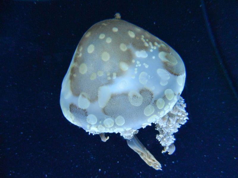 File:Spotted Jelly.jpg