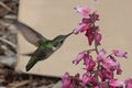 Ruby-throated Hummingbird (Archilochus colubris)