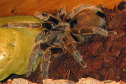 Chilean rose tarantula 2.jpg