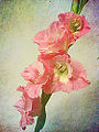 Gladiolus -3.jpg