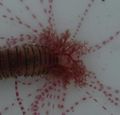 Thumbnail for version as of 04:28, 4 January 2014