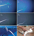 Giant Squid (Architeuthis dux) Subtaxa:Architeuthis