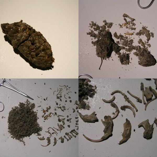 File:Pellets.jpg