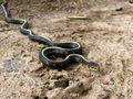 Red-spotted Garter Snake (T. sirtalis concinnus)
