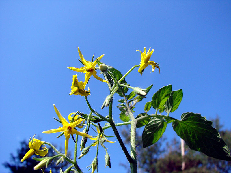 File:Tomatoflower2.jpg