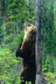 Grizzly Bear scratching.