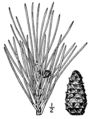 Pinus echinata needles, fruit and cone