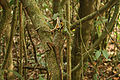 Thumbnail for version as of 02:09, 10 February 2011