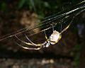 Golden Silk Orb-Weaver (Nephila edulis)