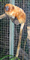 Common-name (Leontopithecus Rosalia) Subtaxa:Chordata
