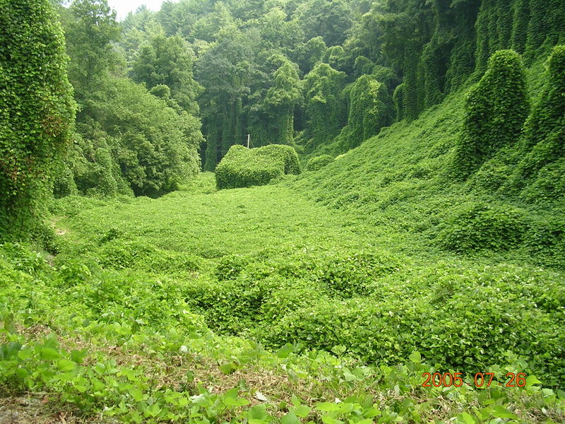 File:Kudzu Barn.jpg