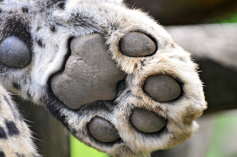 File:Leopard's paw.jpg