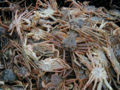 Thumbnail for version as of 15:22, 24 November 2007
