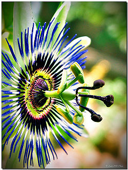 Passiflora caerulea.jpg