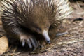 Echidna on the Prowl