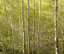 Red Alder2.jpg